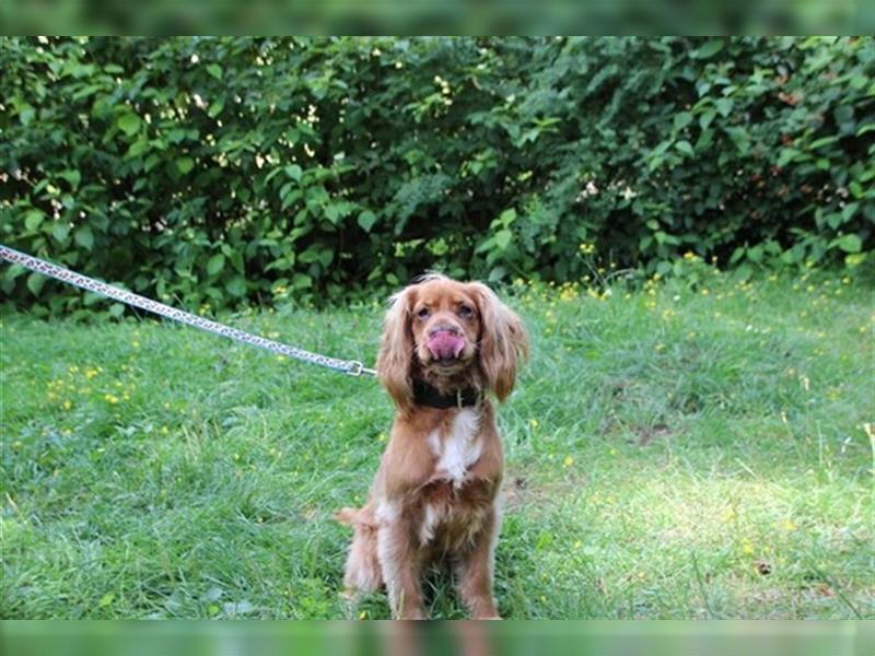 Brösel, Cocker Spaniel, geb. 2020, sucht hundeerfahrene Besitzer