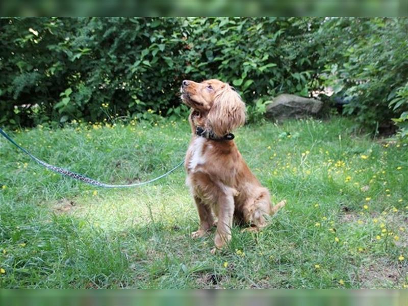 Brösel, Cocker Spaniel, geb. 2020, sucht hundeerfahrene Besitzer