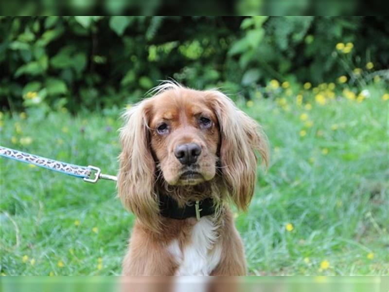 Brösel, Cocker Spaniel, geb. 2020, sucht hundeerfahrene Besitzer