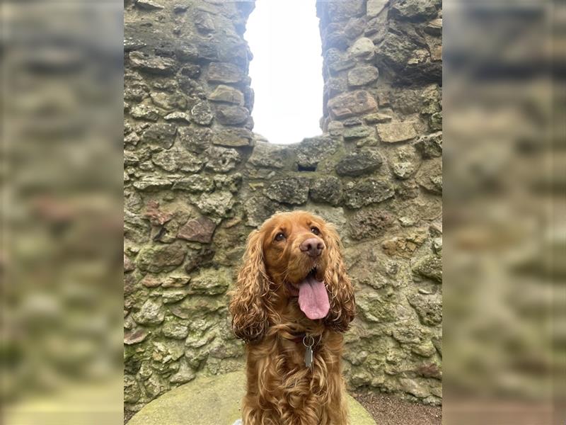 English Cocker Spaniel (rot) Deckrüde gesucht