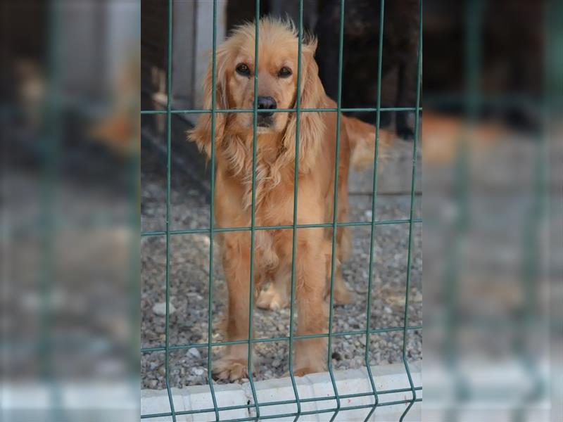 Lieber, gut verträglicher Cockerspaniel „Rudi“, ca. 2022 geboren