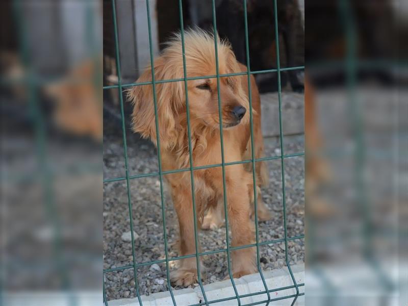 Lieber, gut verträglicher Cockerspaniel „Rudi“, ca. 2022 geboren