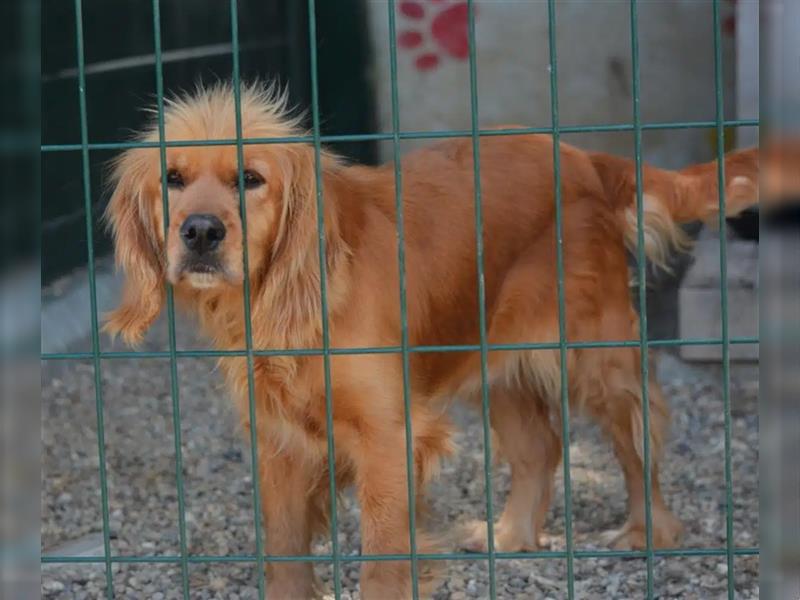 Lieber, gut verträglicher Cockerspaniel „Rudi“, ca. 2022 geboren