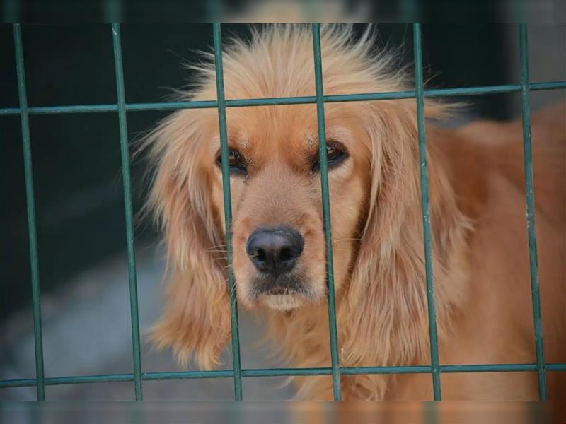 Lieber, gut verträglicher Cockerspaniel „Rudi“, ca. 2022 geboren