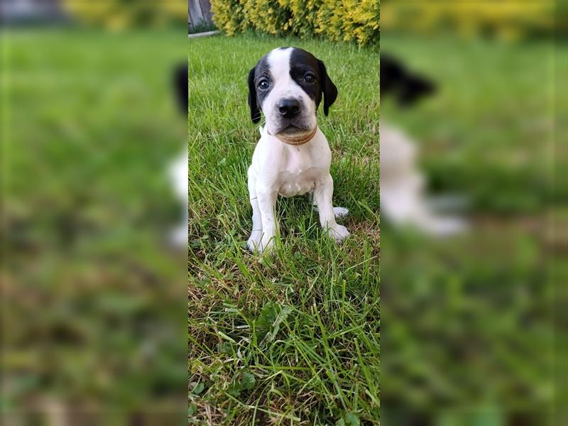 English Pointer- puppies FCI