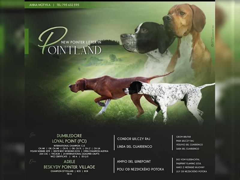 English Pointer- puppies FCI