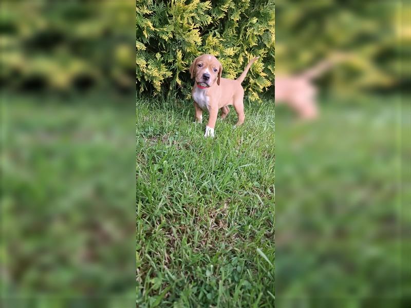 English Pointer- puppies FCI