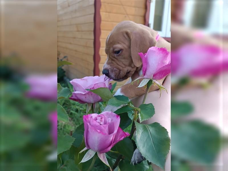 English Pointer- puppies FCI