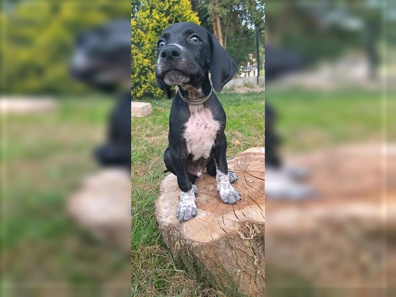 English Pointer- puppies FCI