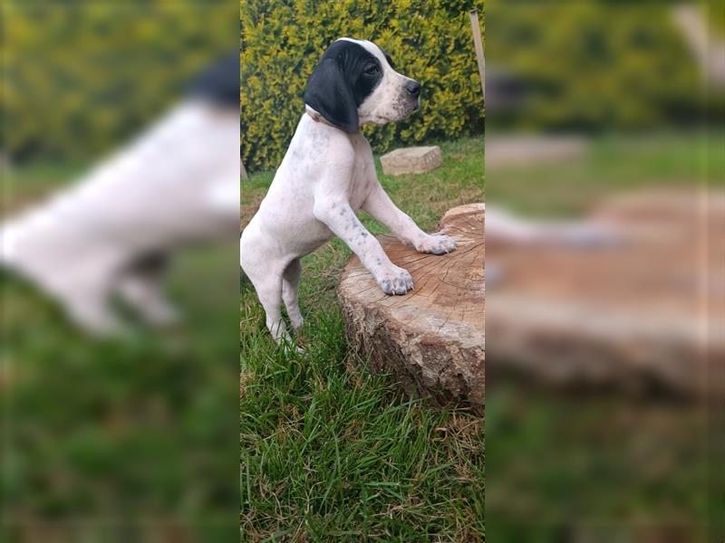 English Pointer- puppies FCI