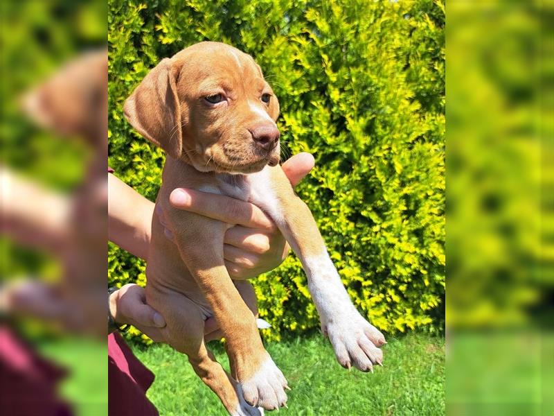 English Pointer- puppies FCI