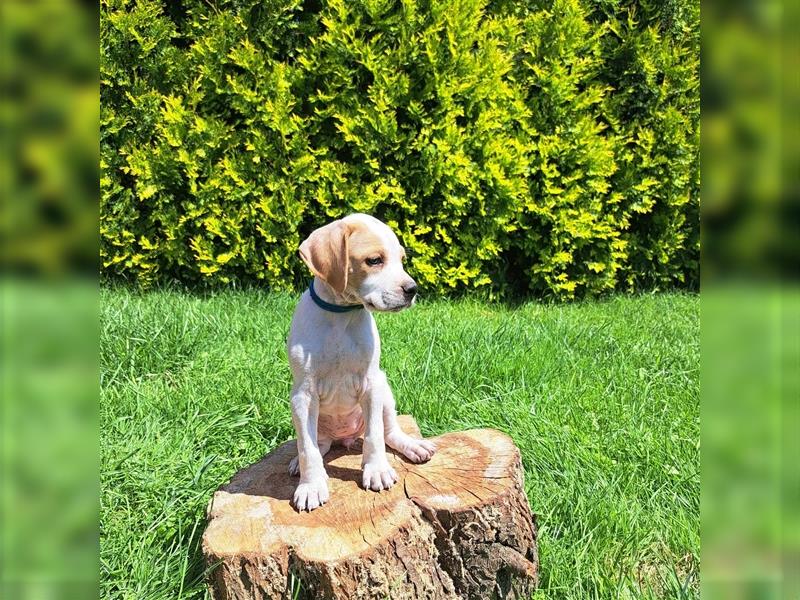 English Pointer- puppies FCI