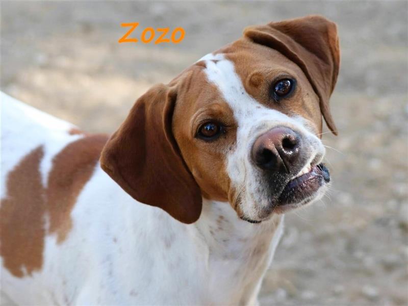 Zozo 04/2021 (GRC) - freundliche, sportliche und soziale English Pointer Hündin!