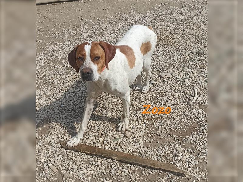 Zozo 04/2021 (GRC) - freundliche, sportliche und soziale English Pointer Hündin!