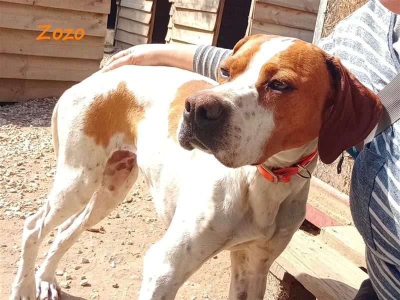 Zozo 04/2021 (GRC) - freundliche, sportliche und soziale English Pointer Hündin!