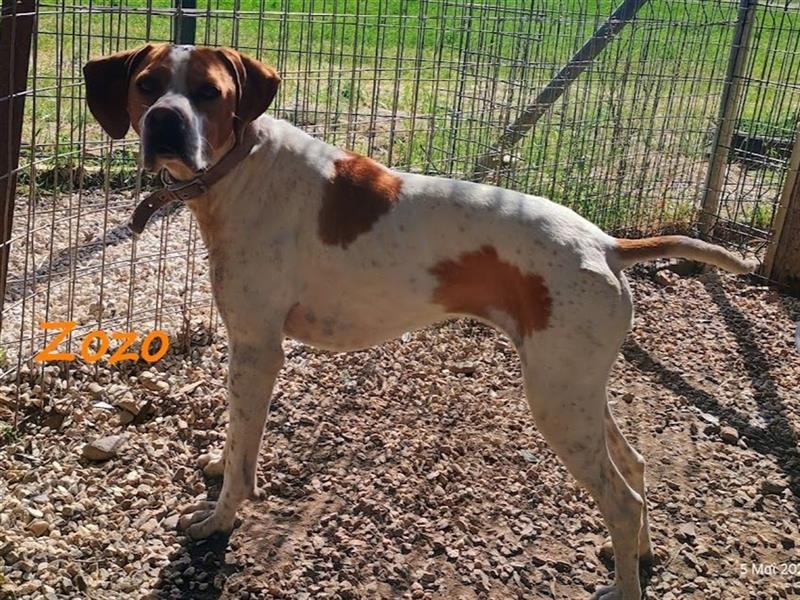 Zozo 04/2021 (GRC) - freundliche, sportliche und soziale English Pointer Hündin!