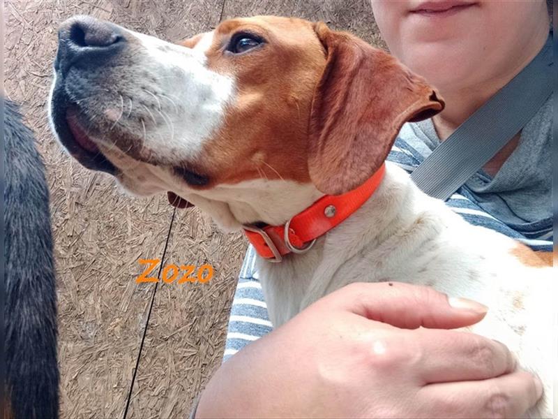 Zozo 04/2021 (GRC) - freundliche, sportliche und soziale English Pointer Hündin!