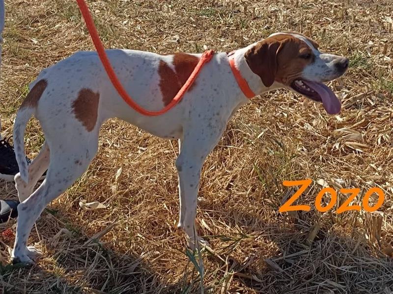 Zozo 04/2021 (GRC) - freundliche, sportliche und soziale English Pointer Hündin!