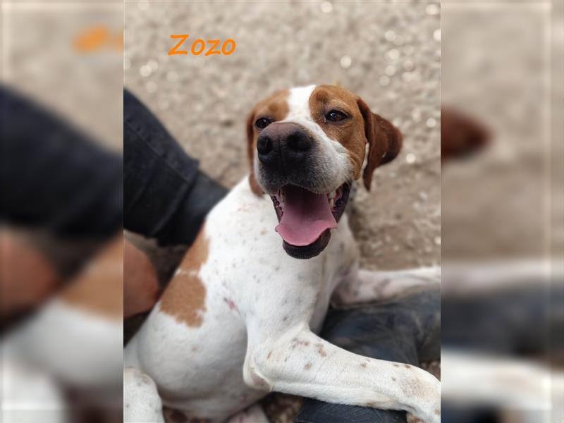 Zozo 04/2021 (GRC) - freundliche, sportliche und soziale English Pointer Hündin!