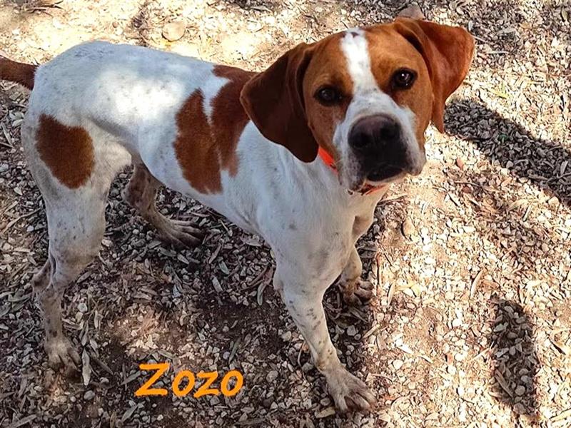 Zozo 04/2021 (GRC) - freundliche, sportliche und soziale English Pointer Hündin!