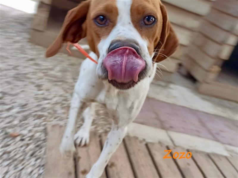 Zozo 04/2021 (GRC) - freundliche, sportliche und soziale English Pointer Hündin!