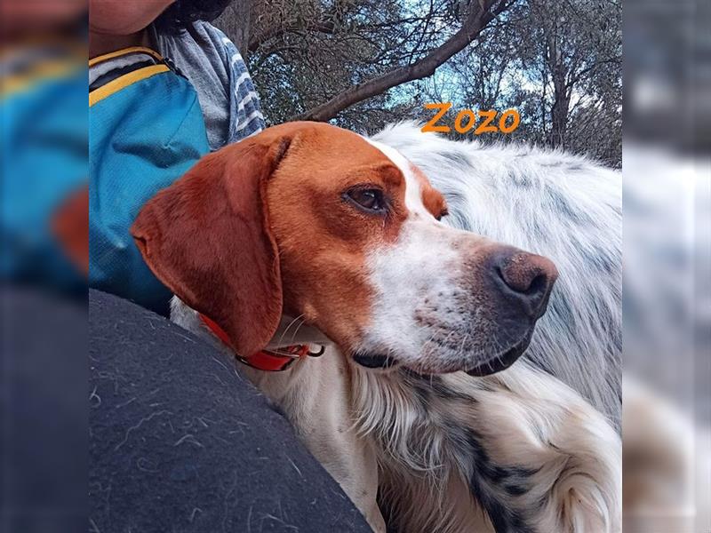 Zozo 04/2021 (GRC) - freundliche, sportliche und soziale English Pointer Hündin!