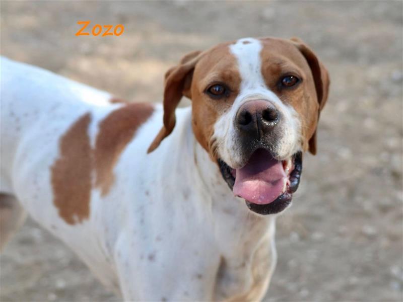 Zozo 04/2021 (GRC) - freundliche, sportliche und soziale English Pointer Hündin!