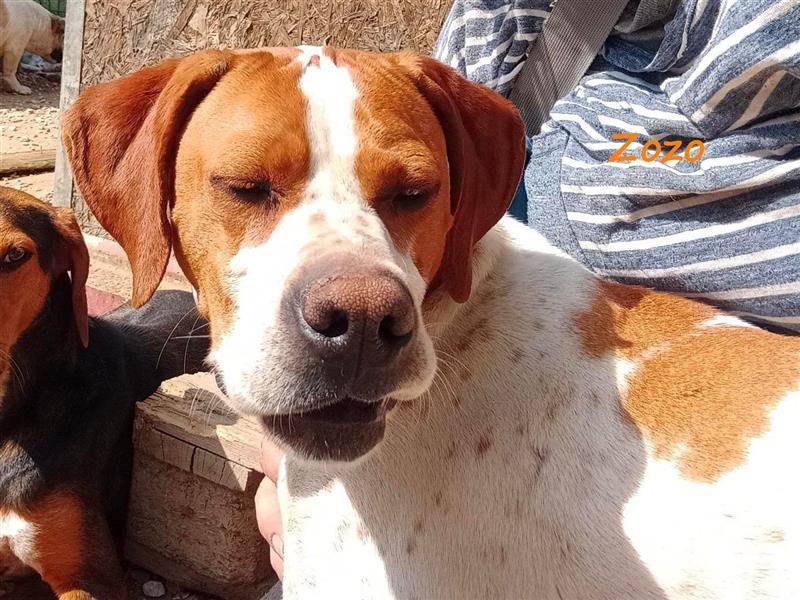 Zozo 04/2021 (GRC) - freundliche, sportliche und soziale English Pointer Hündin!