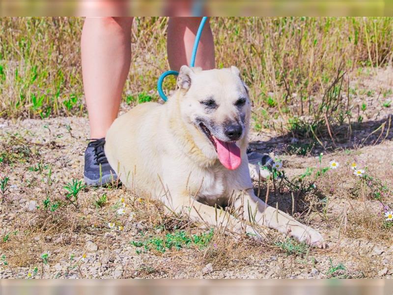 Gerda, Mix Labrador / Schäferhund , lieb und verträglich