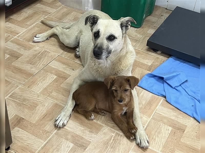 Gerda, Mix Labrador / Schäferhund , lieb und verträglich