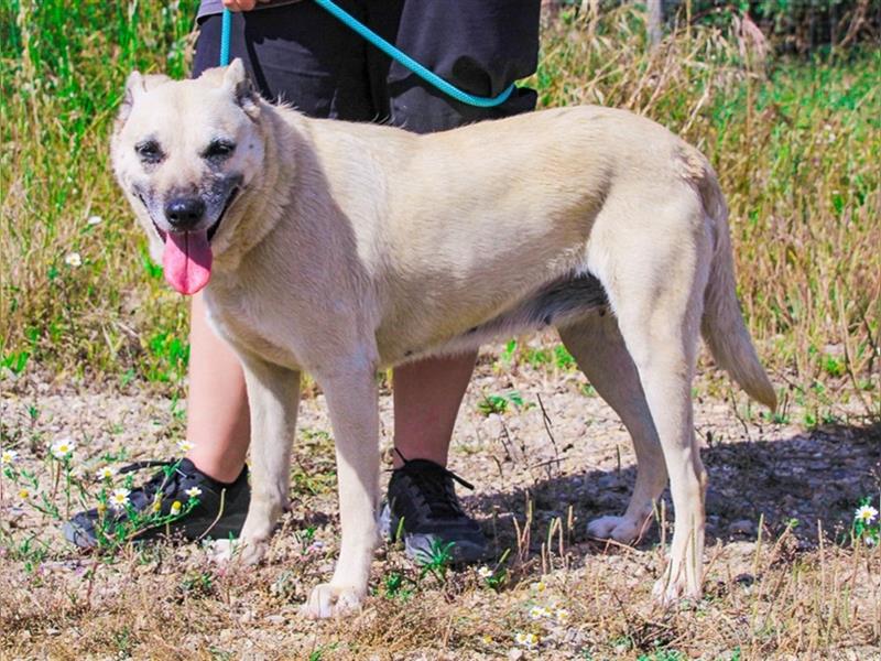 Gerda, Mix Labrador / Schäferhund , lieb und verträglich