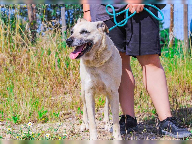 Gerda, Mix Labrador / Schäferhund , lieb und verträglich