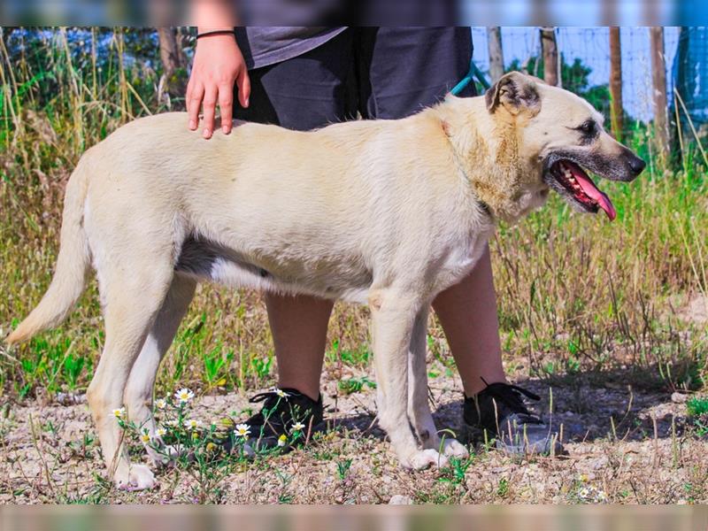 Gerda, Mix Labrador / Schäferhund , lieb und verträglich