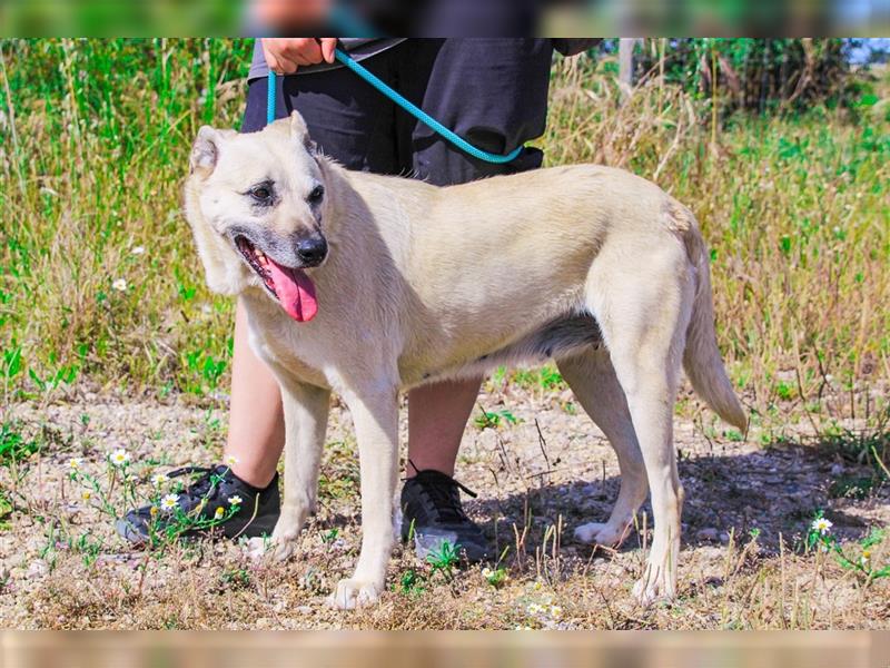 Gerda, Mix Labrador / Schäferhund , lieb und verträglich