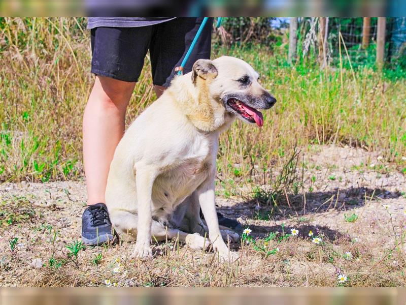 Gerda, Mix Labrador / Schäferhund , lieb und verträglich