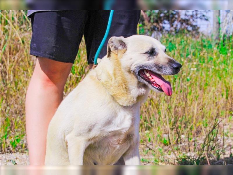 Gerda, Mix Labrador / Schäferhund , lieb und verträglich