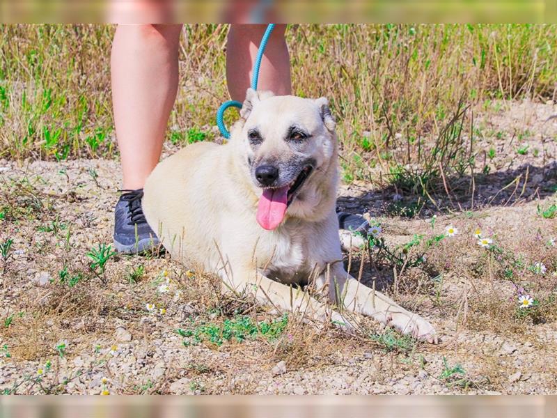 Gerda, Mix Labrador / Schäferhund , lieb und verträglich