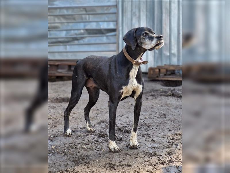 STELLA - freundliche Hundedame sucht Zuhause