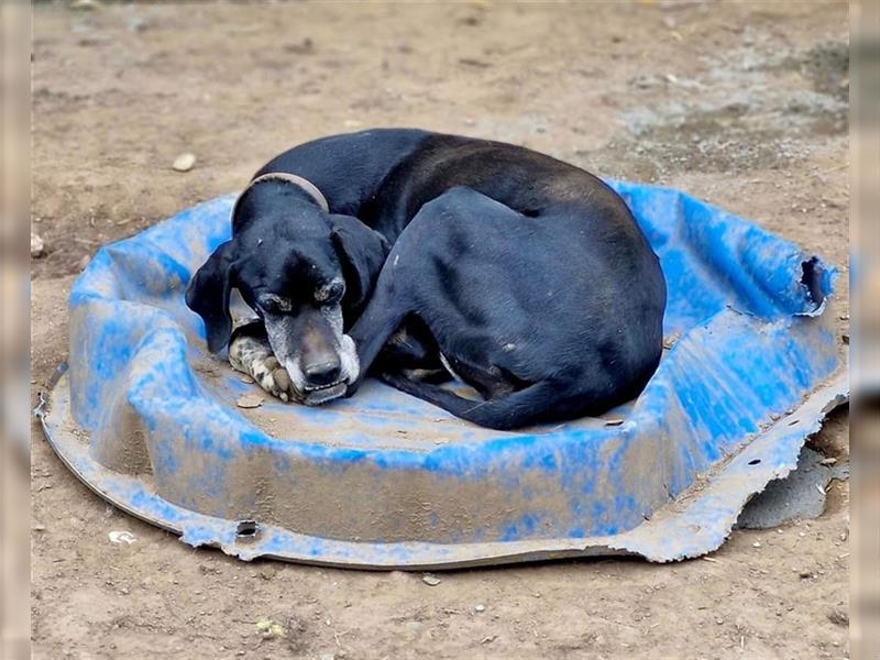 STELLA - freundliche Hundedame sucht Zuhause