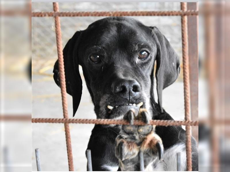 STELLA - freundliche Hundedame sucht Zuhause