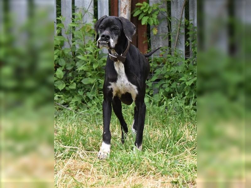 STELLA - freundliche Hundedame sucht Zuhause