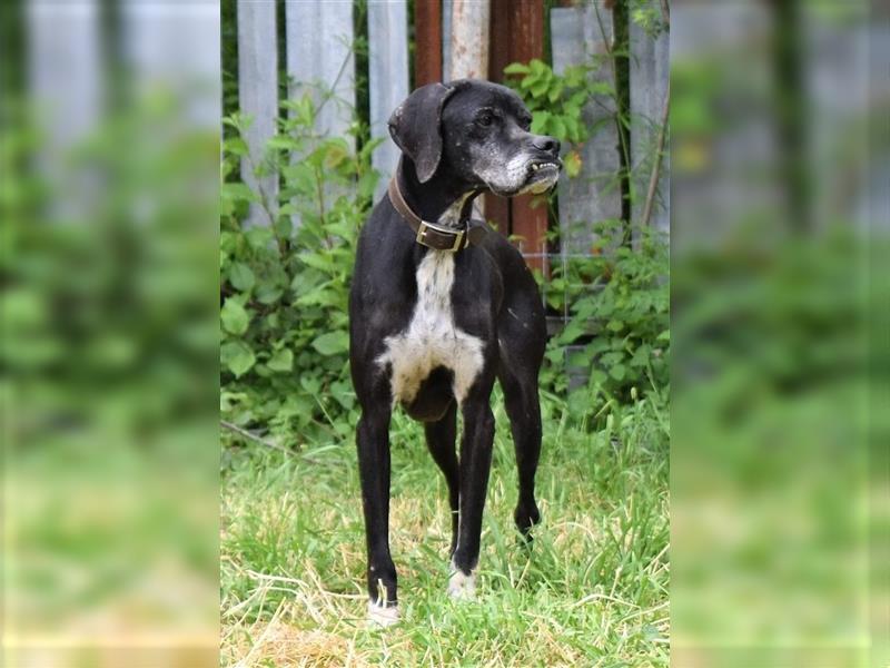 STELLA - freundliche Hundedame sucht Zuhause