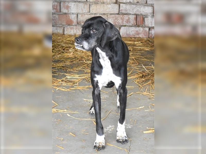 STELLA - freundliche Hundedame sucht Zuhause