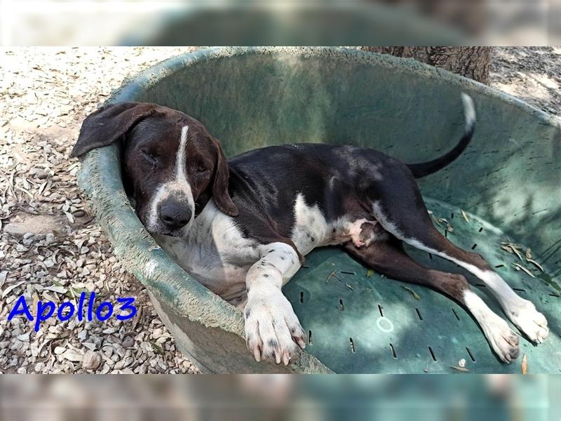 Apollo3 02/2020 (GR) - ausgeglichener, hübscher Pointer-Mix sucht Zuhause!