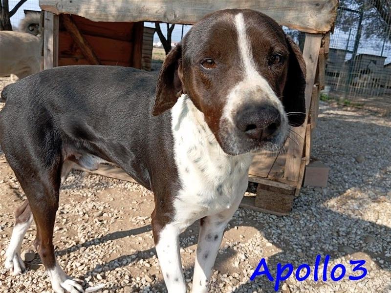 Apollo3 02/2020 (GR) - ausgeglichener, hübscher Pointer-Mix sucht Zuhause!