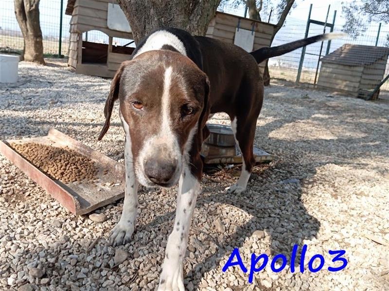 Apollo3 02/2020 (GR) - ausgeglichener, hübscher Pointer-Mix sucht Zuhause!