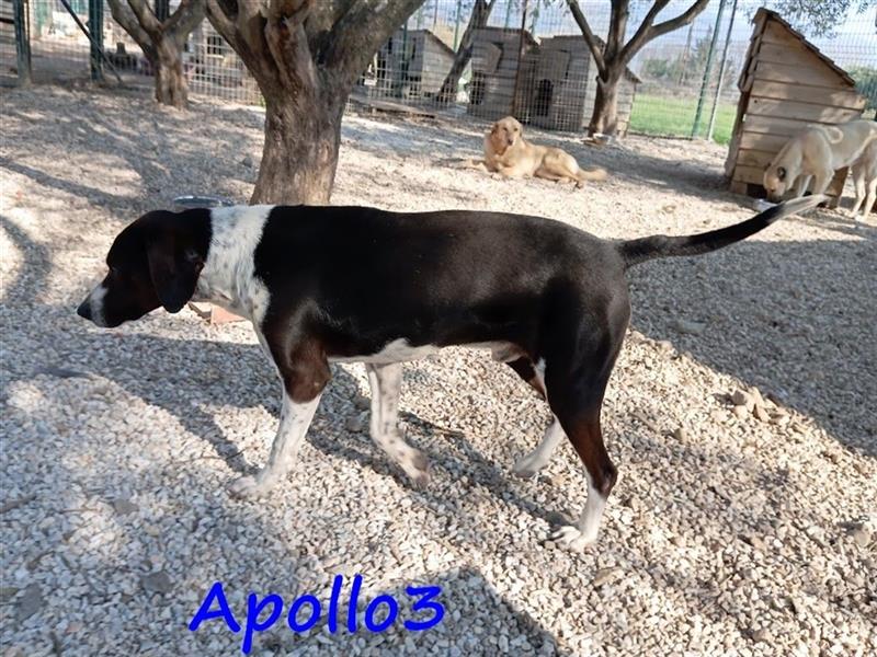 Apollo3 02/2020 (GR) - ausgeglichener, hübscher Pointer-Mix sucht Zuhause!