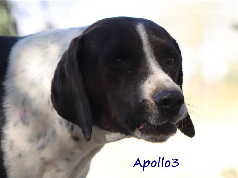 Apollo3 02/2020 (GR) - ausgeglichener, hübscher Pointer-Mix sucht Zuhause!