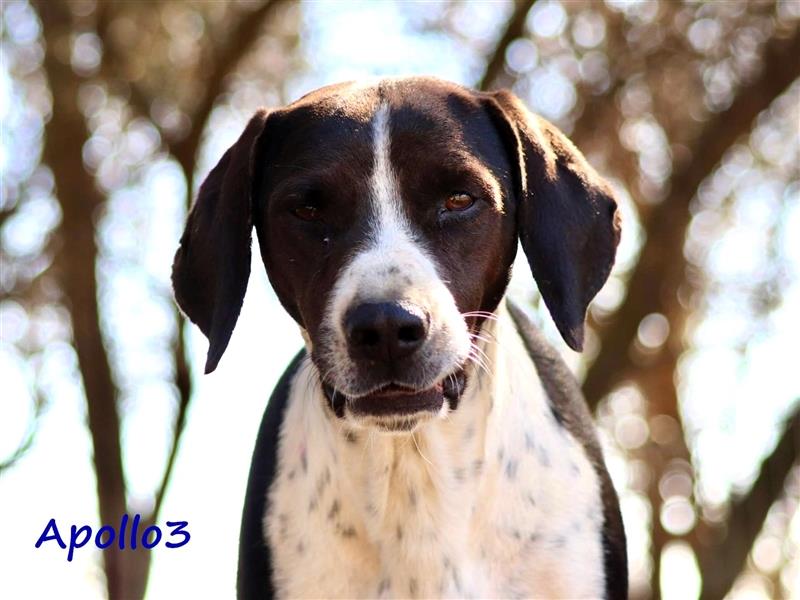 Apollo3 02/2020 (GR) - ausgeglichener, hübscher Pointer-Mix sucht Zuhause!