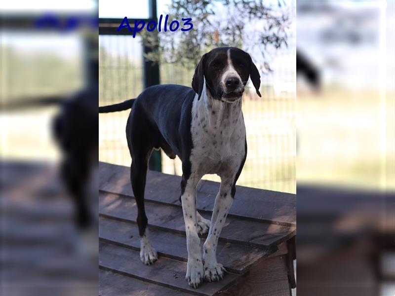 Apollo3 02/2020 (GR) - ausgeglichener, hübscher Pointer-Mix sucht Zuhause!